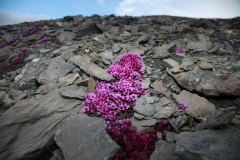 tiere-blumen