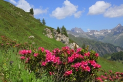 tiere-blumen-